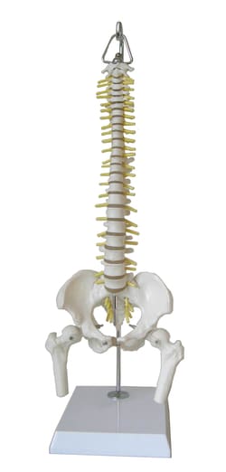 Walter Products&trade;&nbsp;Mini Human Spinal Column Model